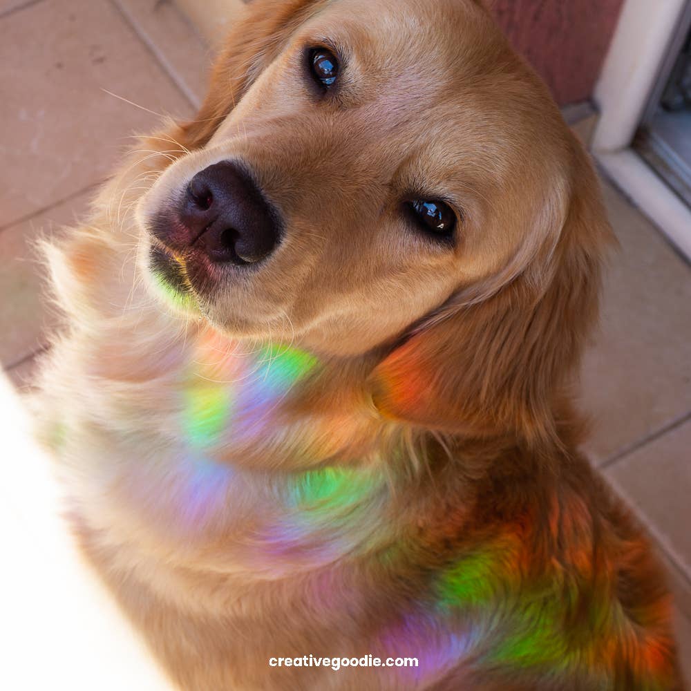 Villem Vikerkaare päikesepüüdja kleebis "Bee and Sunflowers" Creative Goodie