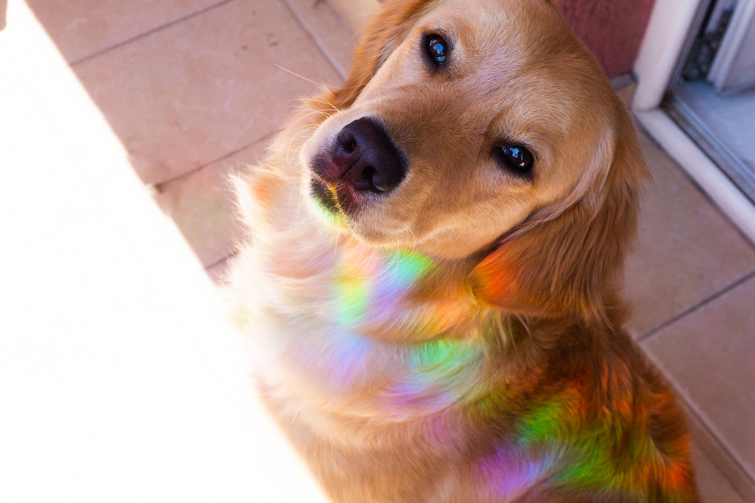 Villem Vikerkaare päikesepüüdja kleebis "RGB" Creative Goodie