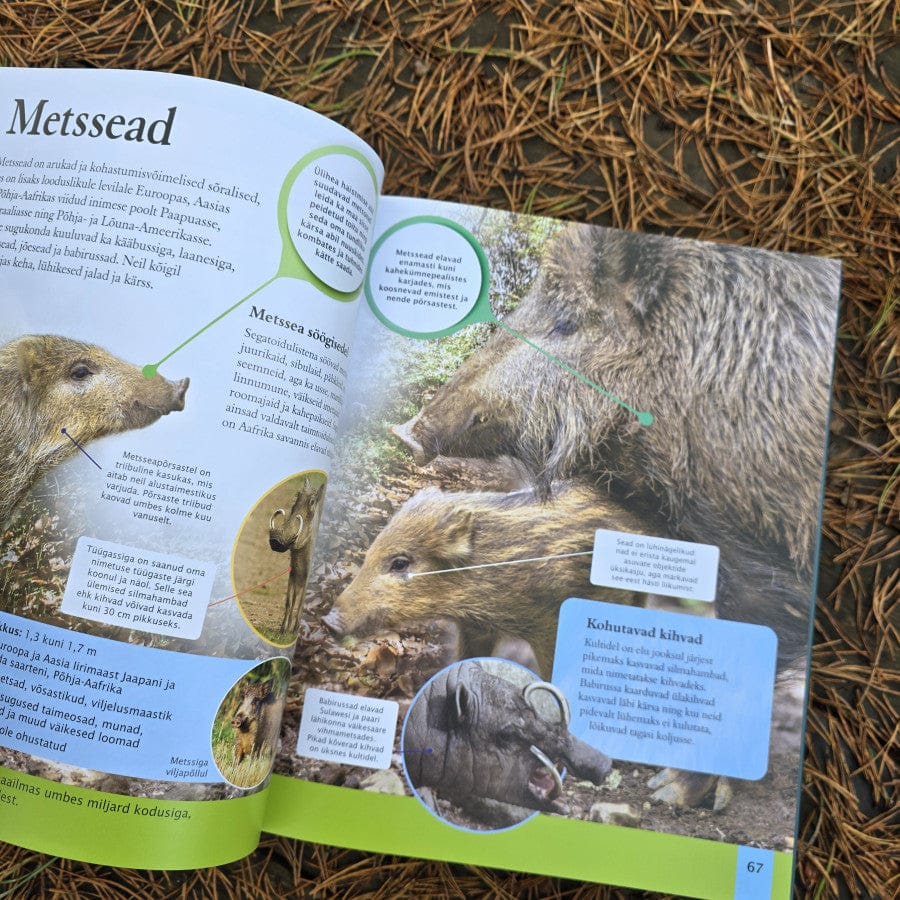 Villem Loomaentsüklopeedia Koolibri