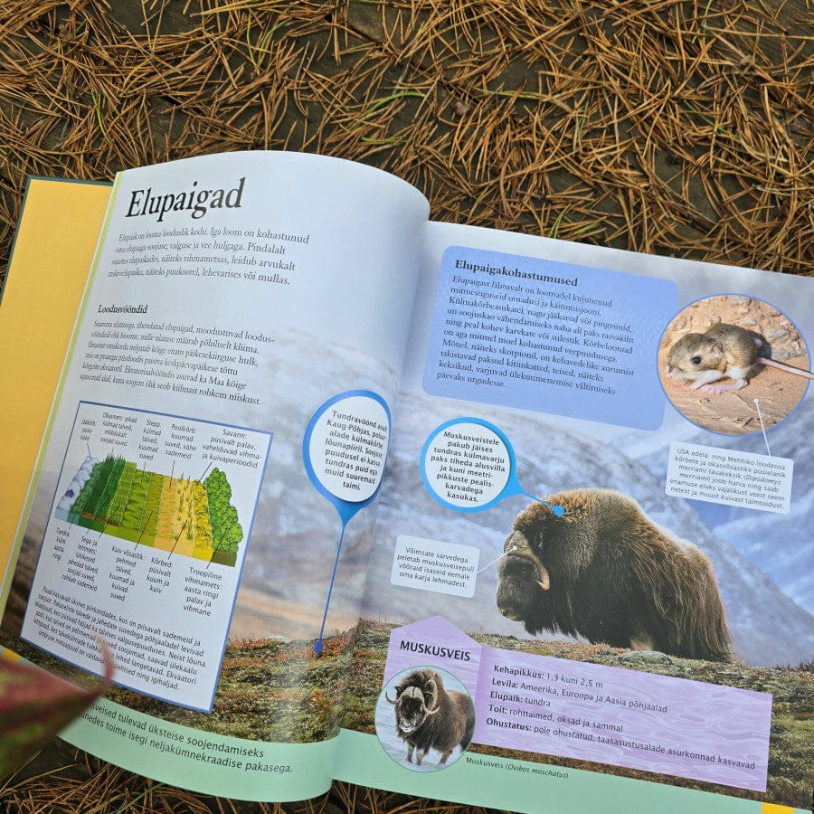 Villem Loomaentsüklopeedia Koolibri