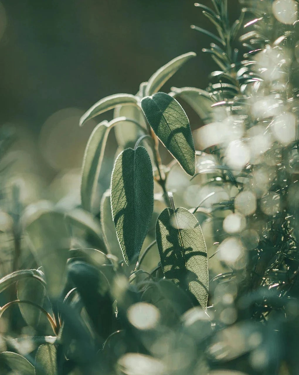 Villem OH LA LAQUA mõrkjad Ürdid 10 tk OH LA LAQUA