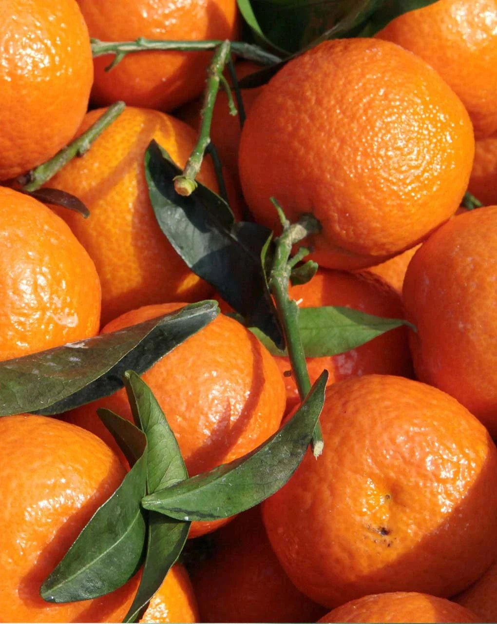 Villem OH LA LAQUA mõrkjas Mandariin 10 tk OH LA LAQUA