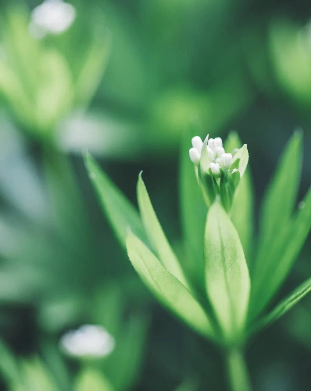 Villem OH LA LAQUA Woodruff - Madar 10 tk OH LA LAQUA